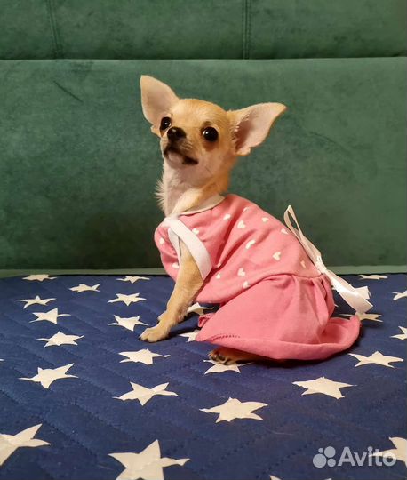 Щенок мини, девочка