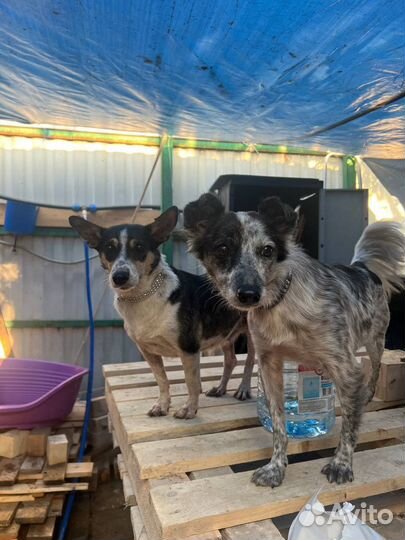 Маленькие собаки из приюта