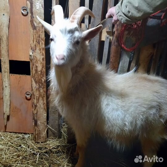 Козел на вязку