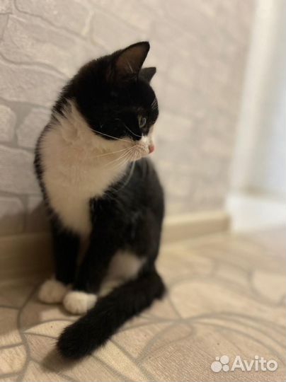 Кошка в дар