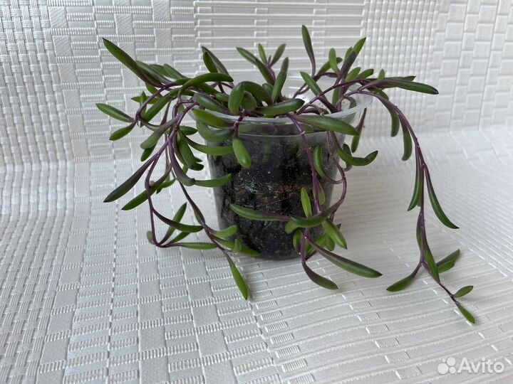 Оттона мясистая