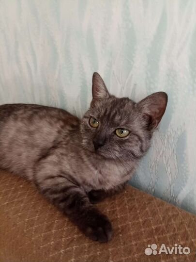 Котенок