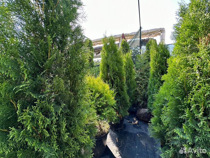 Туя западная 