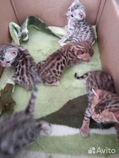 Бенгальский котята