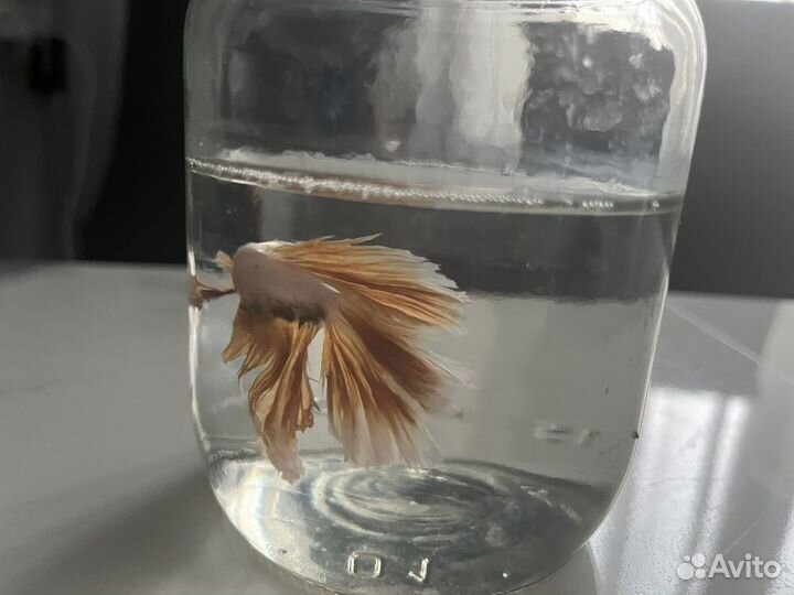Рыбка петушок самец