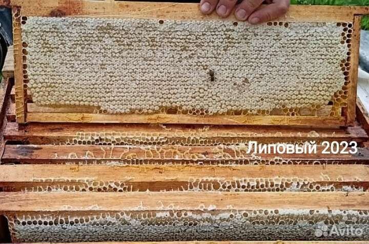 Липовый мед, мёд майский Доставка