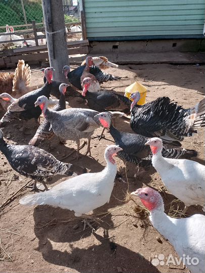 Домашняя птица