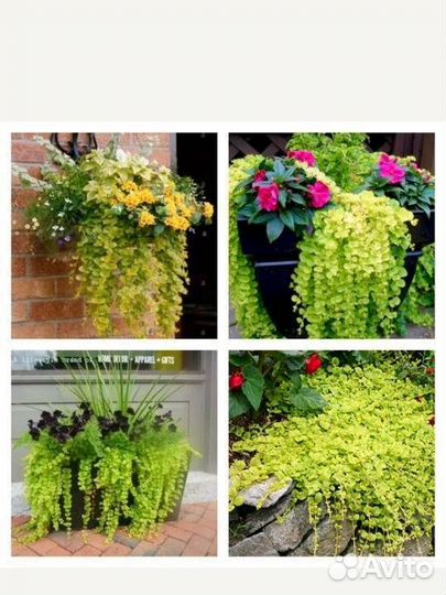 Лизимахия (вербейник монетчатый)