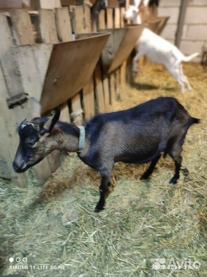 Зааненских козёл, козлята, козы покрытые