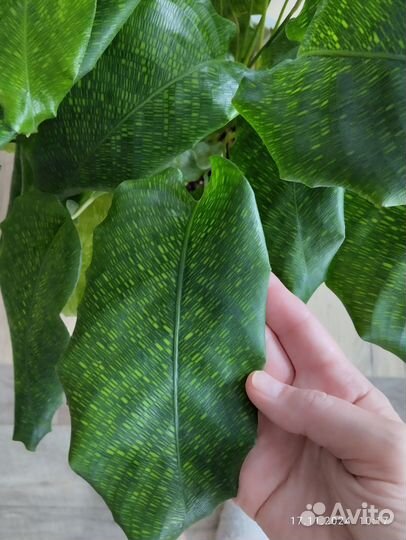 Калатея нетворк