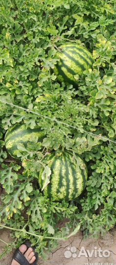 Арбуз Оптом