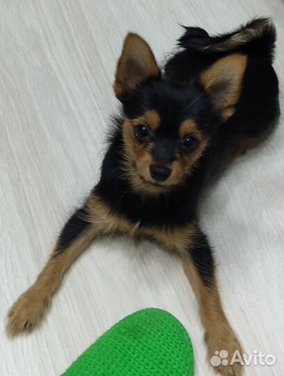 Собака терьер