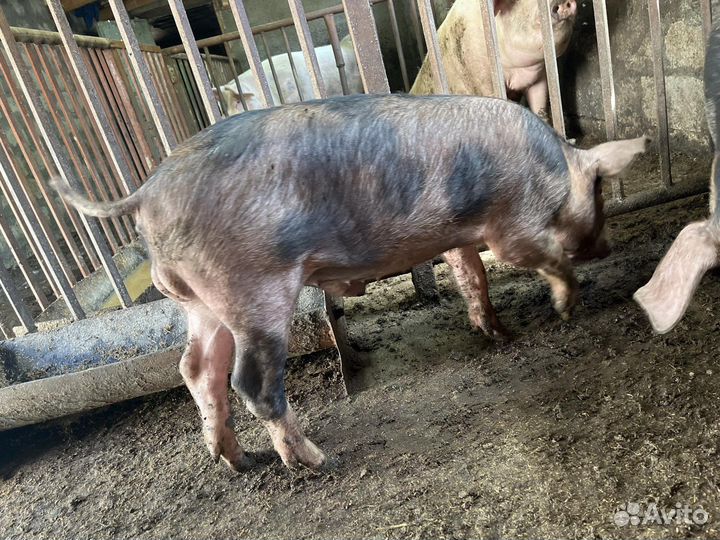 Хряк на племя