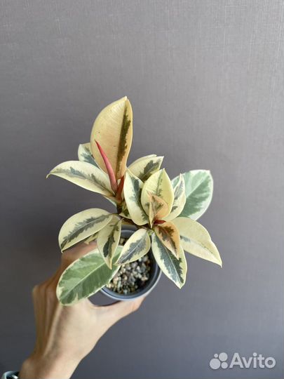 Фикус Мелани вариегатный