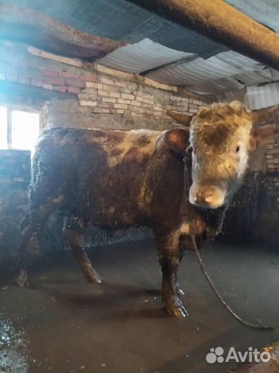 Быки сементалы