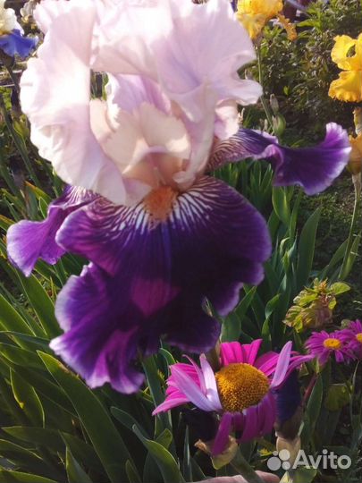 Ирисы бородатые сортовые