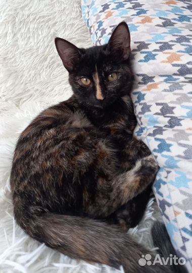 Котята подростки стерилизованы в добрые руки