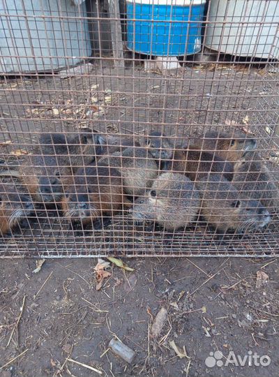 Продаются самки нутрии