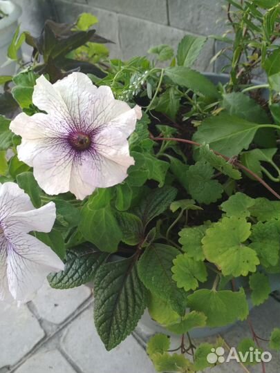 Рассада для кашпо и вазонов