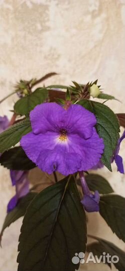 Ахименес, Глоксинии