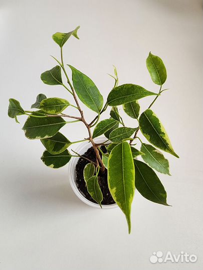 Фикус Бенджамина, Али, Даниэль