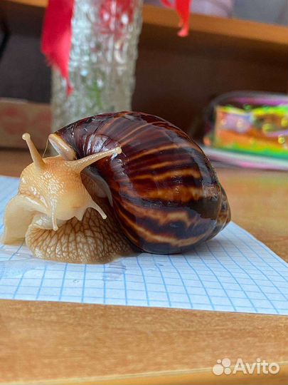 Улитки ахатины