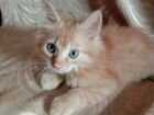 Очаровательные сибирские котята объявление продам
