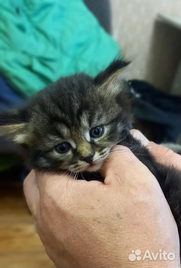 Невероято красивый котенок