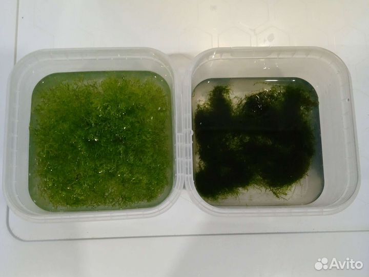Растения для аквариума водоросли