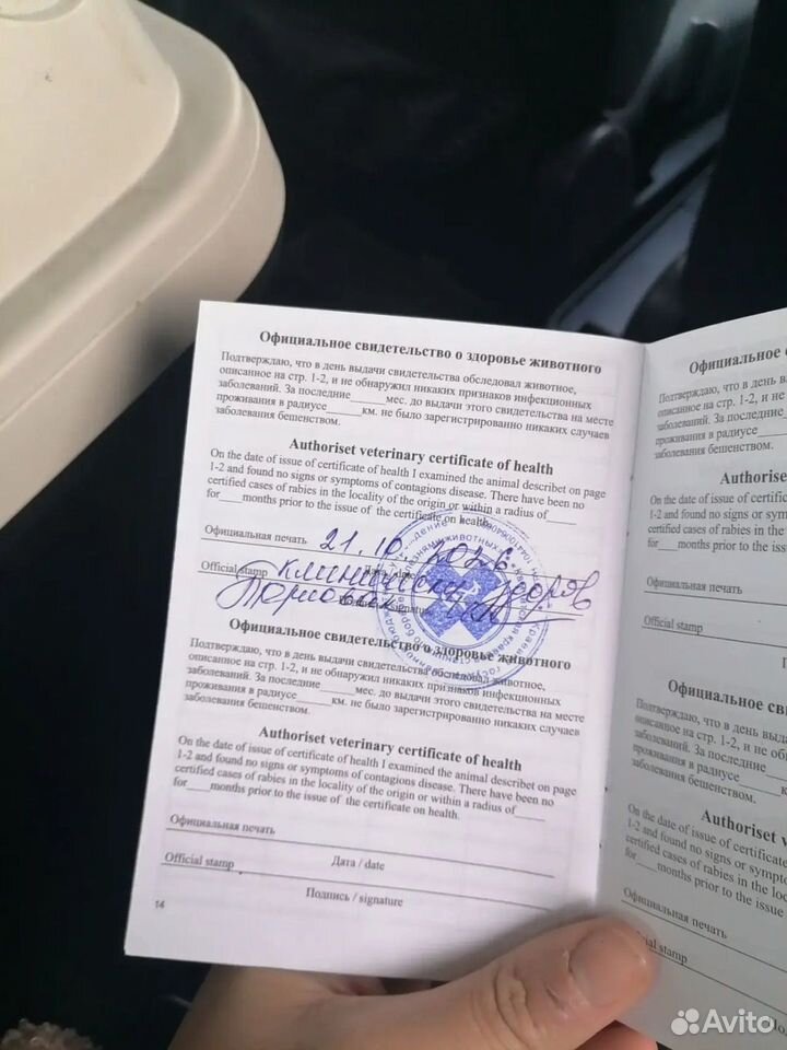 Щенок в добрые руки, Барнаул