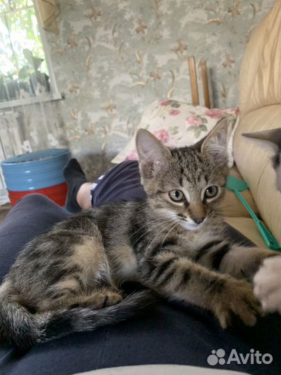 Котик маленький