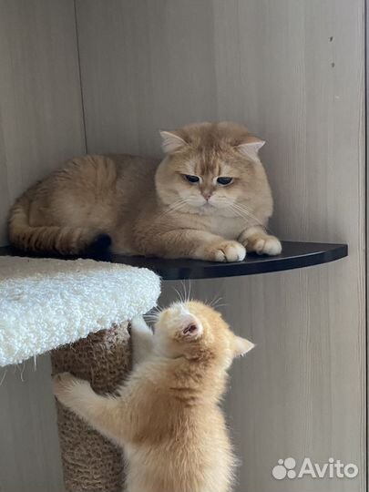 Котенок золотая шиншилла