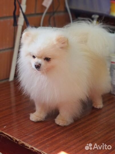 Померанский шпиц кобель на продажу