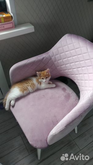 Отдам кота