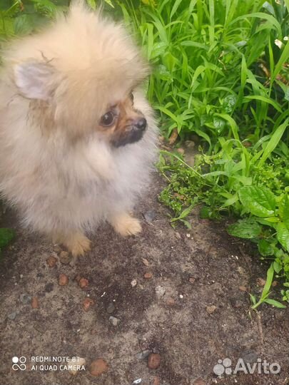 Щенки померанского шпица девочки и мальчики