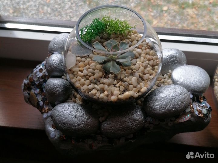 Комнатные цветы