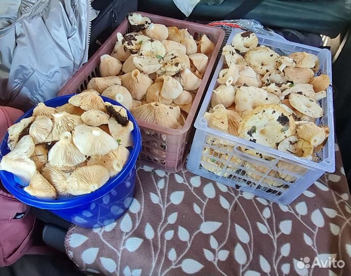 Грузди сырые свежие