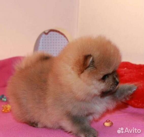 Мини шпицульки