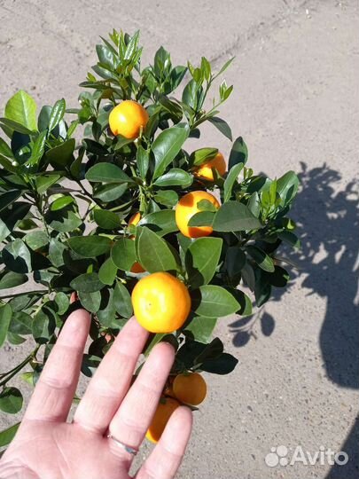 Цитрофортунелла