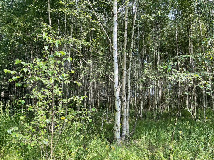 Участок 4,16 га (ИЖС)