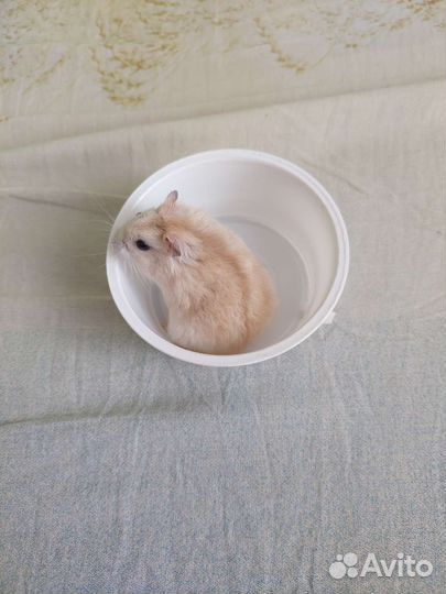 Джунгарские и сирийские хомячки