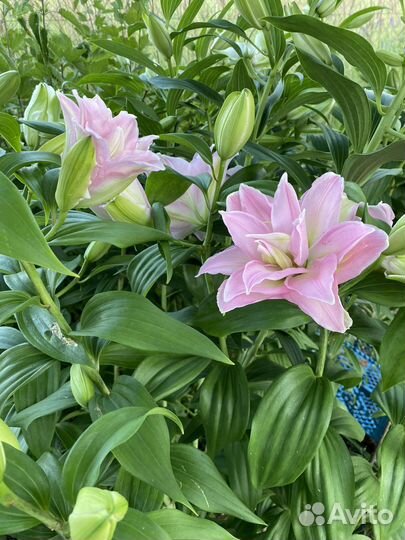 Букет из лилий