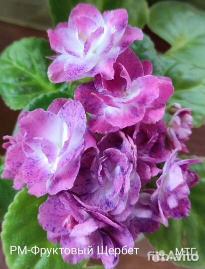 Сортовые фиалки