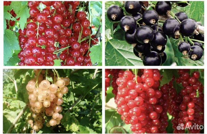 Смородина (саженцы) черная красная белая