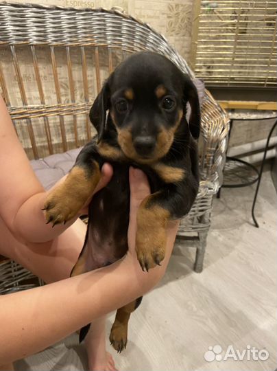 Собака такса