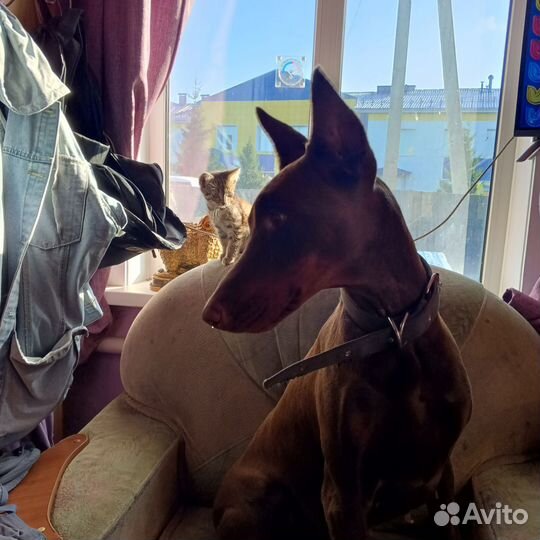 Сука добермана