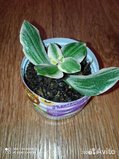 Крассула Овата Триколор