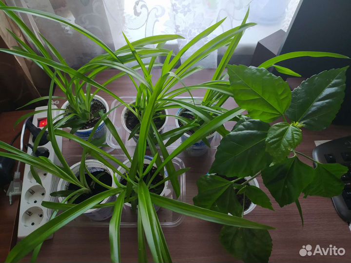 Продам хлорофитум