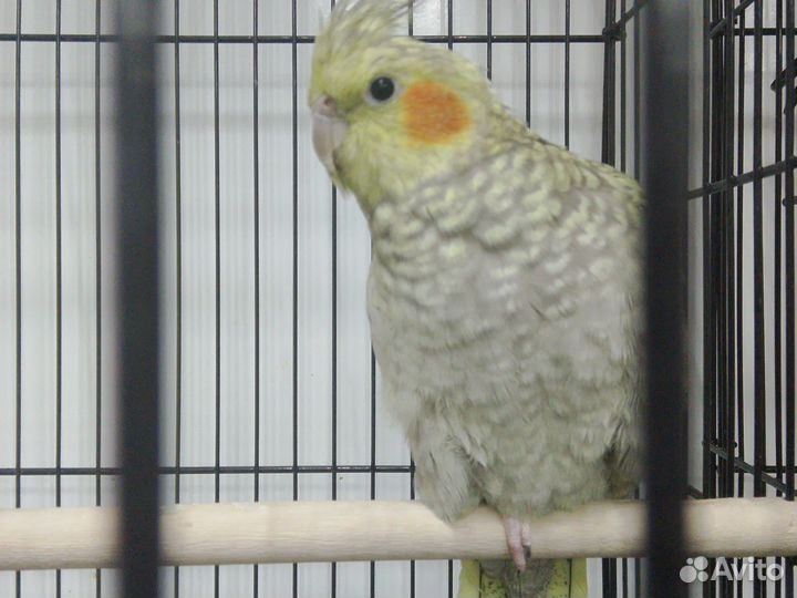 Говорящий попугай Корела