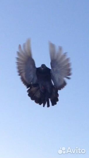 Николаевские голуби